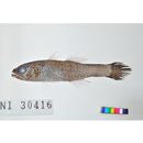 Pseudamia gelatinosa Smith, 1955