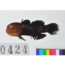 Paragobiodon echinocephalus (Ruppell, 1830)