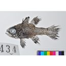 Apogonichthyoides melas (Bleeker, 1848)