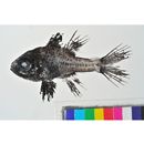 Apogonichthyoides melas (Bleeker, 1848)