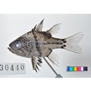 Sphaeramia orbicularis (Kuhl et Hasselt, 1828)