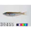 Oryzias woworae Parenti et Hadiaty, 2010