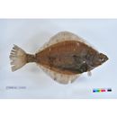 Hippoglossoides pinetorum (Jordan et Starks, 1904)