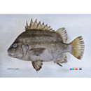 Hapalogenys kishinouyei Smith et Pope, 1906