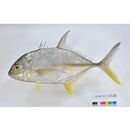 Caranx papuensis Alleyn et Macleay, 1877