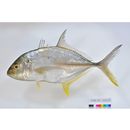 Caranx papuensis Alleyn et Macleay, 1877