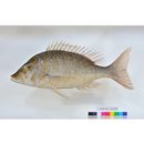 Lethrinus nebulosus (Forsskal, 1775)