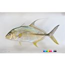 Carangichthys oblongus (Cuvier, 1833)