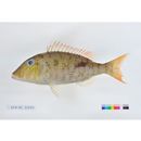 Lethrinus semicinctus Valenciennes, 1830