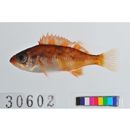 Sebastes ventricosus Temminck et Schlegel, 1843