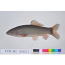 Yasuhikotakia eos (Taki, 1972)