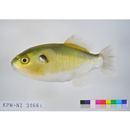 Auriglobus nefastus (Roberts, 1982)