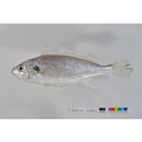 Pennahia argentata (Houttuyn, 1782)