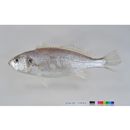 Pennahia argentata (Houttuyn, 1782)