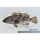 Epinephelus macrospilos (Bleeker, 1855)