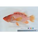 Cephalopholis sexmaculata (Ruppell, 1830)