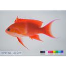 Pseudanthias leucozonus (Katayama et Masuda, 1982)