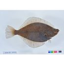 Pleuronectes punctatissimus (Steindachner, 1879)