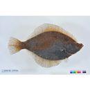 Pleuronectes punctatissimus (Steindachner, 1879)