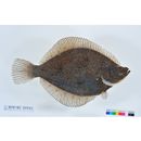 Pleuronectes punctatissimus (Steindachner, 1879)