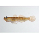 Istigobius campbelli (Jordan et Snyder, 1901)