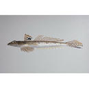 Repomucenus richardsonii (Bleeker, 1854)