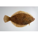 Pleuronectes yokohamae Gunther, 1877