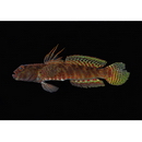 Cryptocentroides insignis (Seale, 1910)