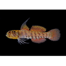 Eviota japonica Jewett et Lachner, 1983