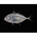 Caranx papuensis Alleyn et Macleay, 1877