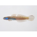 Stiphodon imperiorientis Watson et Chen, 1998