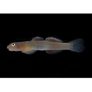 Lentipes armatus Sakai et Nakamura, 1979