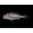 Pennahia argentata (Houttuyn, 1782)