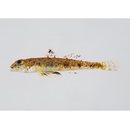 Heteroplopomus sp. 2