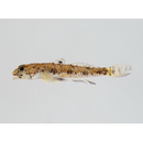 Heteroplopomus sp. 2