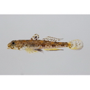 Heteroplopomus sp. 2