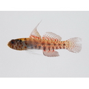 Eviota japonica Jewett et Lachner, 1983