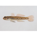 Istigobius campbelli (Jordan et Snyder, 1901)
