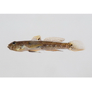 Drombus simulus (Smith, 1960)