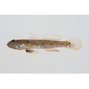 Drombus simulus (Smith, 1960)