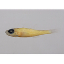 Trimma fasciatum Suzuki, Sakaue et Senou, 2012