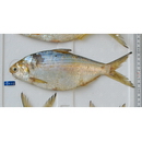 Nematalosa come (Richardson, 1846)