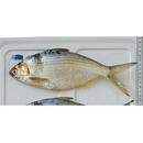 Nematalosa come (Richardson, 1846)