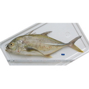 Caranx papuensis Alleyn et Macleay, 1877