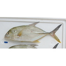 Caranx papuensis Alleyn et Macleay, 1877