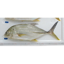 Caranx papuensis Alleyn et Macleay, 1877