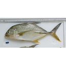 Caranx papuensis Alleyn et Macleay, 1877