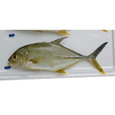 Caranx papuensis Alleyn et Macleay, 1877