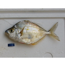 Leiognathus fasciatus (Lacepede, 1803)