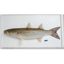 Mugil cephalus cephalus Linnaeus, 1758